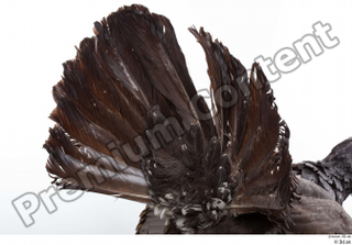 Western capercaillie tail 0009.jpg